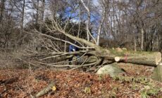 伐採・伐根から整地まで