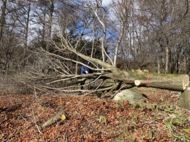 伐採・伐根から整地まで